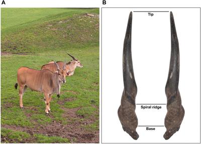 Horn size is linked to Sertoli cell efficiency and sperm size homogeneity during sexual development in common eland (Taurotragus oryx)